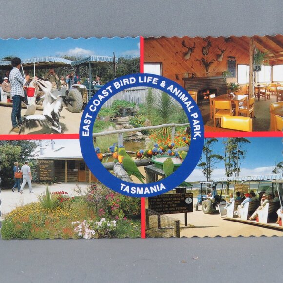 Vintage Postcard - East Coast Bird Life and Animal Park Tasmania - Tasmanian - Picture 4 of 4